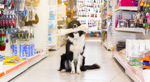 pet shop